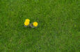 Notification of Grass Weed Treatment